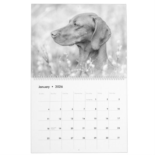Magyar Vizsla Chiens Calendrier noir et blanc (Jan 2026)