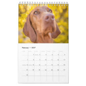 Magyar Vizsla de chiens calendriers (Feb 2027)