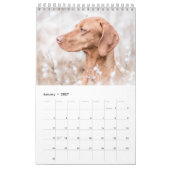 Magyar Vizsla de chiens calendriers (Jan 2027)