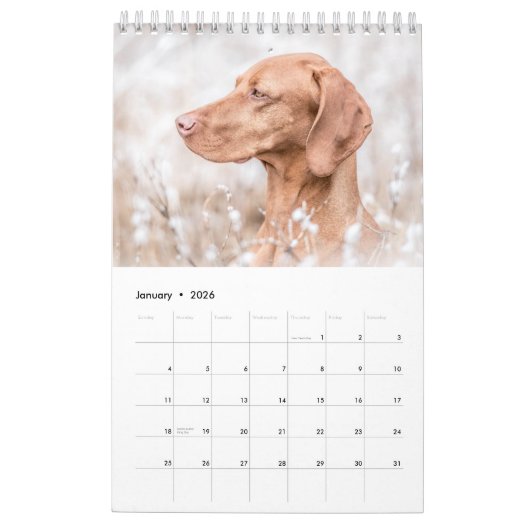 Magyar Vizsla de chiens calendriers (Jan 2026)