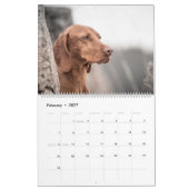 Magyar Vizsla de chiens calendriers (Feb 2027)
