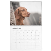 Magyar Vizsla de chiens calendriers (Feb 2026)