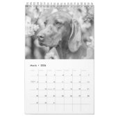 Magyar Vizsla Hunde Kalender black & white (Mar 2026)