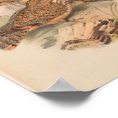 Mahratta Sykes Nightjar Bird Art Print (Hoek)