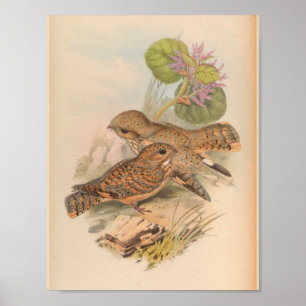 Mahratta Sykes Nightjar  Bird Art Print