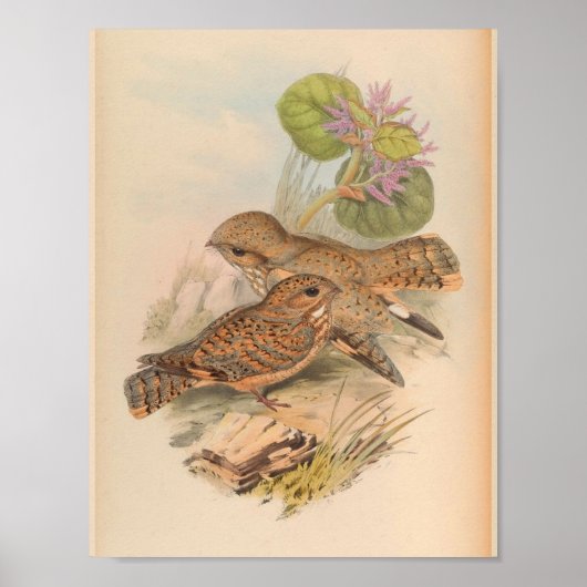 Mahratta Sykes Nightjar Bird Art Print (Voorkant)