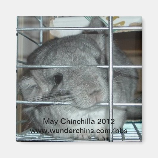 Mai chinchilla 2012 aimant (Devant)