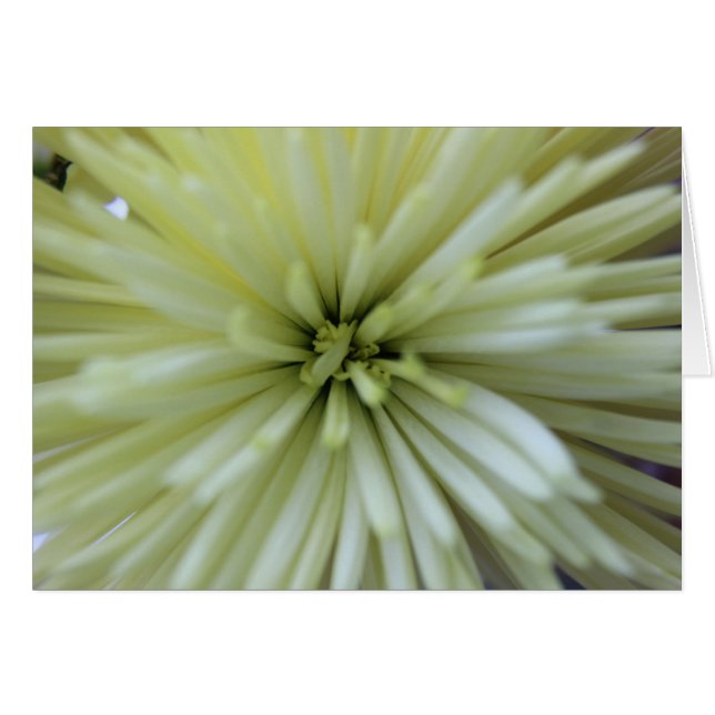 Mai Fleurs #2 (Devant horizontal)