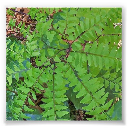Maidenhair Fern Foto Afdruk (Voorkant)