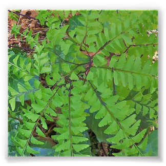 Maidenhair Fern Foto Afdruk