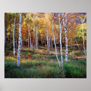 Maine, Acadia National Park, Herfst Poster