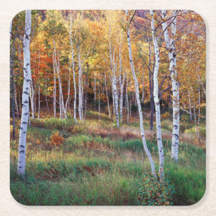 Maine, Acadia National Park, Herfst Vierkante Kartonnen Onderzetter