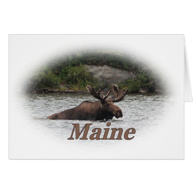Maine Bull Moose (Voorkant Horizontaal)