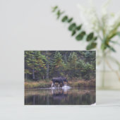 Maine Bull Moose Briefkaart (Staand voorkant)