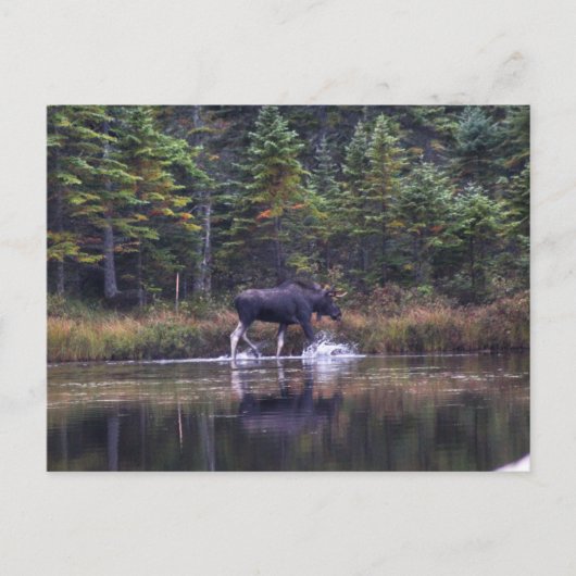 Maine Bull Moose Briefkaart (Voorkant)
