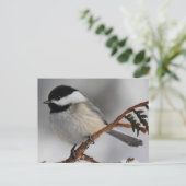 Maine Chickadee Briefkaart (Staand voorkant)