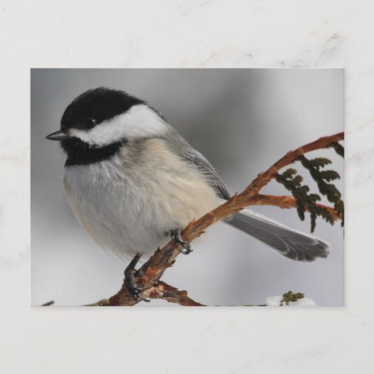 Maine Chickadee Briefkaart (Voorkant)