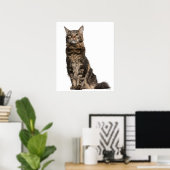 Maine Coon (8 maanden oud) 2 Poster (Thuiskantoor)