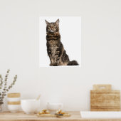 Maine Coon (8 maanden oud) 2 Poster (Keuken)