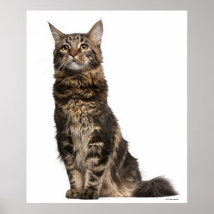 Maine Coon (8 maanden oud) 2 Poster