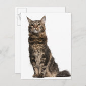 Maine Coon (8 maanden oud) Briefkaart (Voorkant / Achterkant)