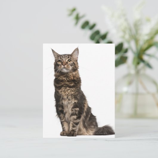 Maine Coon (8 maanden oud) Briefkaart (Staand voorkant)