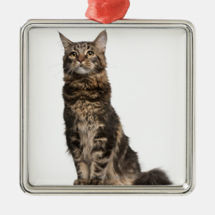 Maine Coon (8 maanden oud) Metalen Ornament