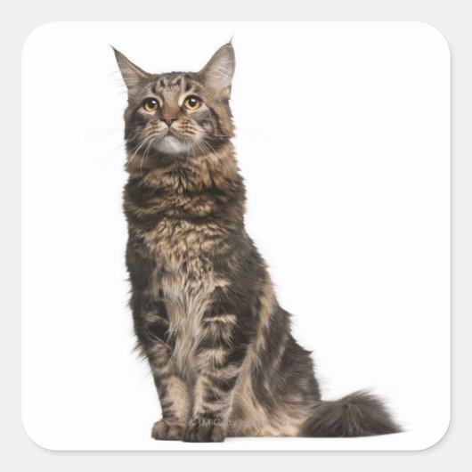 Maine Coon (8 maanden oud) Vierkante Sticker (Voorkant)