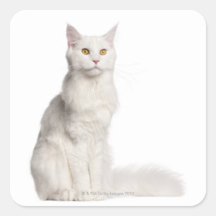 Maine Coon (8 maanden oud) zittend Vierkante Sticker