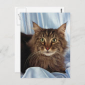 Maine Coon, bruin tafelblad Briefkaart (Voorkant / Achterkant)
