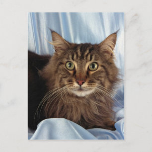 Maine Coon, bruin tafelblad Briefkaart