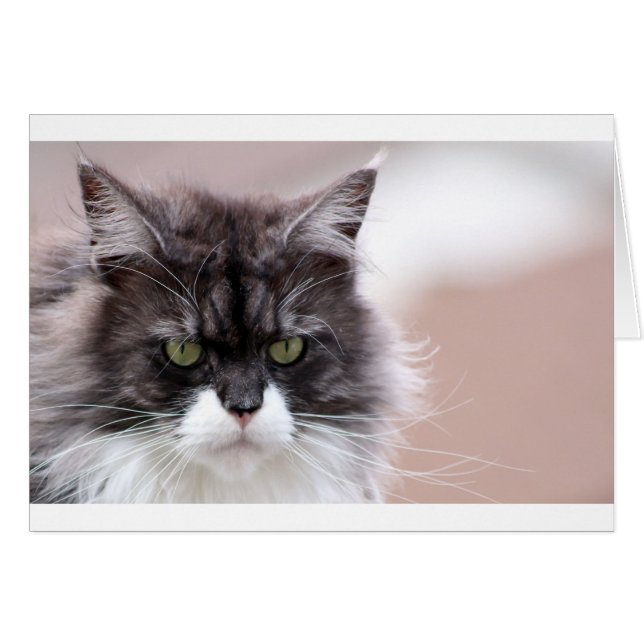 Maine Coon Cat (Voorkant Horizontaal)
