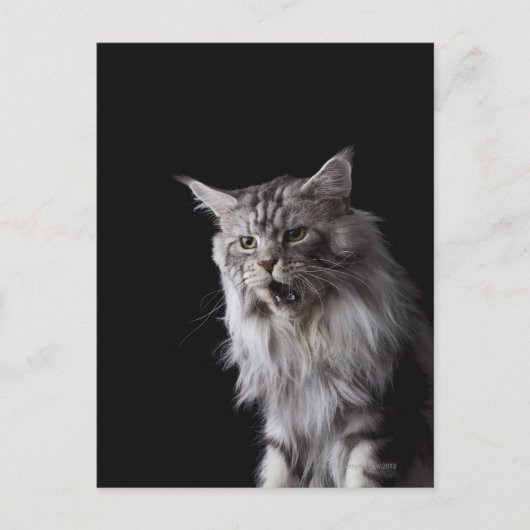Maine Coon cat 2 Briefkaart (Voorkant)