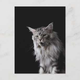 Maine Coon cat 2 Briefkaart