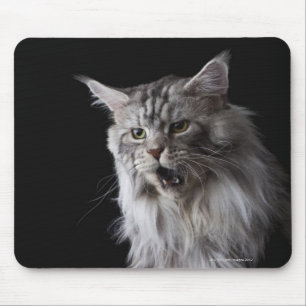 Maine Coon cat 2 Muismat