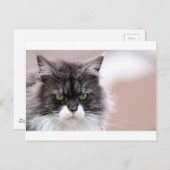 Maine Coon Cat Briefkaart (Voorkant / Achterkant)
