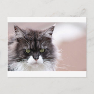 Maine Coon Cat Briefkaart
