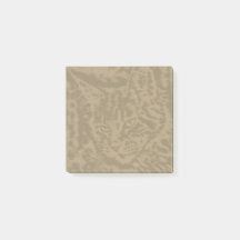 Maine Coon Cat cats 3 door 3