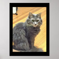 Maine Coon Cat Foto