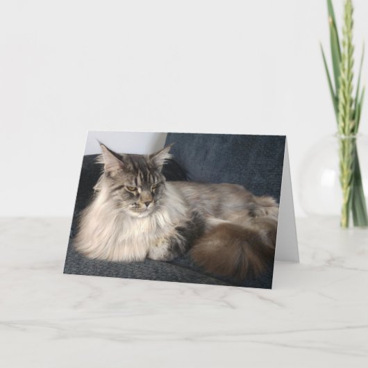 Maine Coon Cat Greetings Kaart (Voorkant)