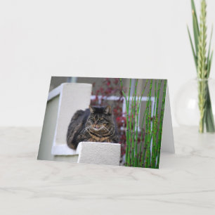 Maine Coon Cat in Garden Wenskaart Kaart