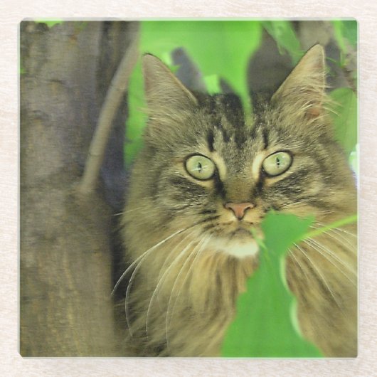 Maine Coon Cat in Tree Glazen Onderzetter (Voorkant)