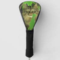 Maine Coon Cat in Tree