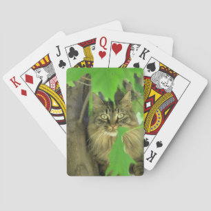 Maine Coon Cat in Tree Pokerkaarten