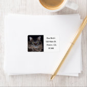 Maine Coon Cat Labels (Insitu)