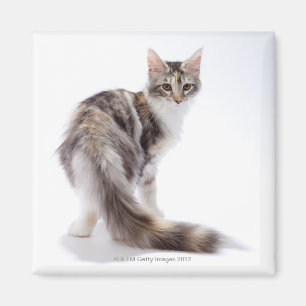 Maine Coon cat Magneet