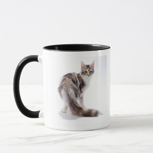 Maine Coon cat Mok (Links)