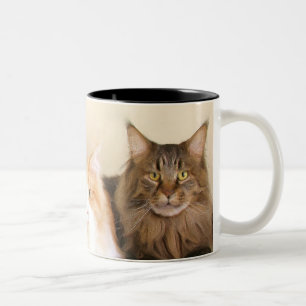 Maine coon Cat mokken