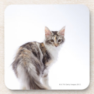 Maine Coon cat Onderzetter