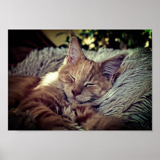 Maine Coon Cat op de bank Poster (Voorkant)